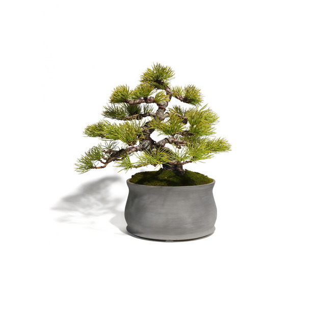 五葉松　-Japanese white pine-　（推定樹齢35年） 詳細画像